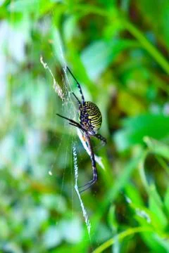 A spider sitting in a spider web Stock Photos