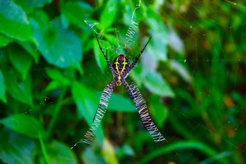 A spider sitting in a spider web Stock Photos