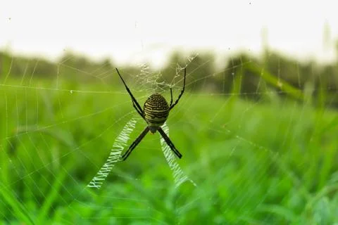 A spider sitting in a spider web Stock Photos