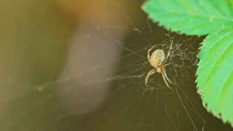Spider sitting on spider web swaying in the wind near green leaf Stock Footage 344945956