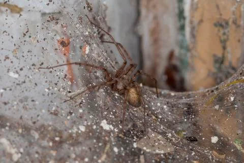 Spider sitting on a spider's web Stock Photos