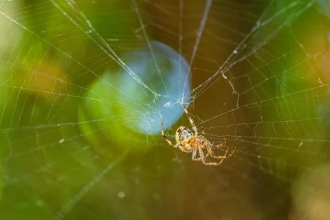 Spider sitting in a web against a green natural background Stock Photos