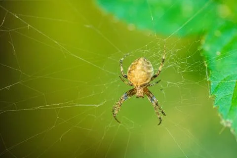 Spider sitting in a web against a green natural background Stock Photos
