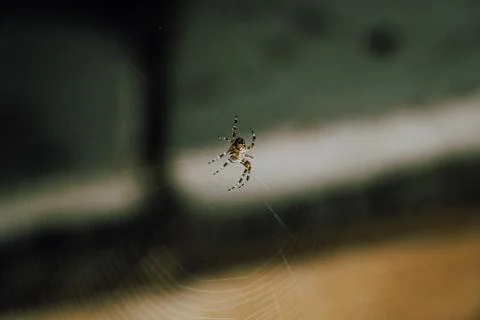 A spider is sitting on a web in a dark corner. Halloween spider Stock Photos