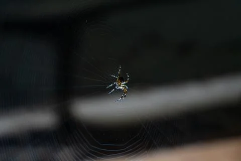 A spider sitting on a web in a dark corner of a brick building Stock Photos