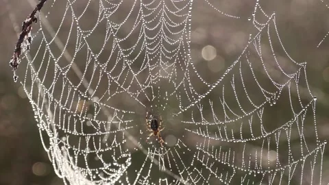 A spider sitting on a web with dew on it during the morning Stock Footage 166304814