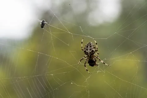 A spider is sitting on a web, with a fly in the background 스톡 사진