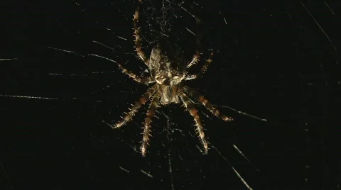 Spider sitting in web Stock Footage 507269