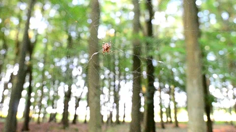 Spider sitting on a web in a forest Stock Footage 45841638