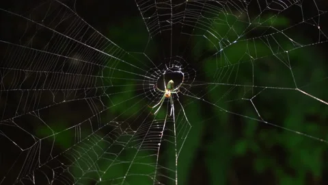 Spider sitting on a web in the forest Stock Footage 335550876