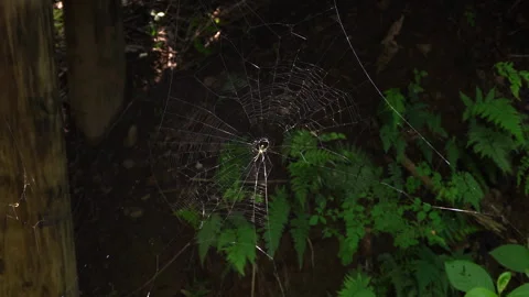 Spider sitting on a web in the forest Stock Footage 335550881