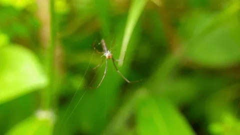 Spider sitting on the web on a green background 스톡 동영상 219442378