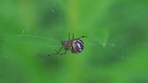 Spider sitting on a web on a green background Stock Footage 279944378