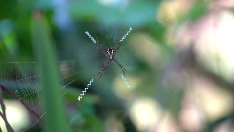 Spider Sitting on Web with Natural Background in 4K Video Stock Footage 295937686