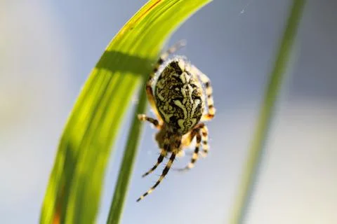 Spider sitting on web Stock Photos