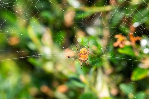 Spider sitting on a web Stock Photos