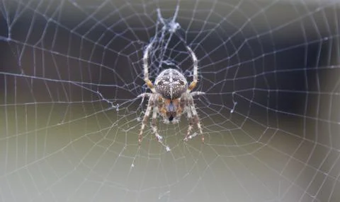 Spider sitting on a web. Stock Photos