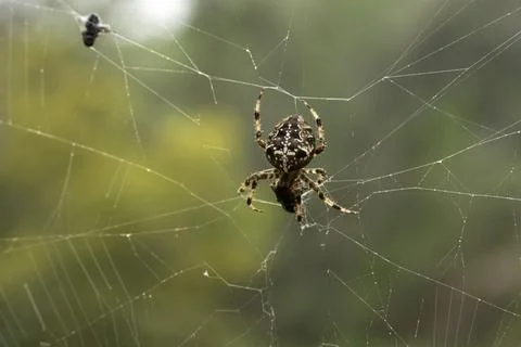 A spider is sitting on a web Foto stock