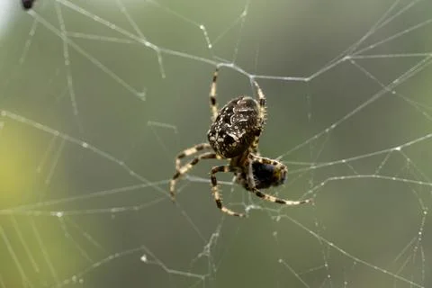 A spider is sitting on a web Stock Photos