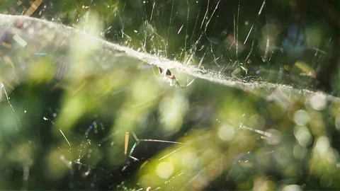 Spider sitting on web Rack focus on a large cobweb in the summer wind. Close up Stock Footage 128912355