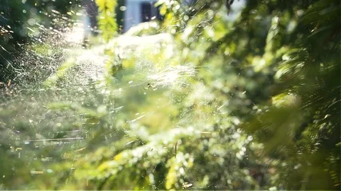 Spider sitting on web Rack focus on a large cobweb in the summer wind. Oncoming Stock Footage 128912359