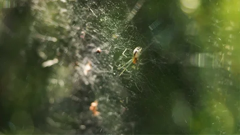 Spider sitting on web Rack focus on a large cobweb in the summer wind. Close up Stock Footage 128912372