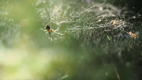 Spider sitting on web Rack focus on a large cobweb in the summer wind. Close up 库存影片 128912381