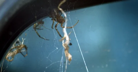 Spider sitting in web reacting to movement with reflection Stock Footage 113152214