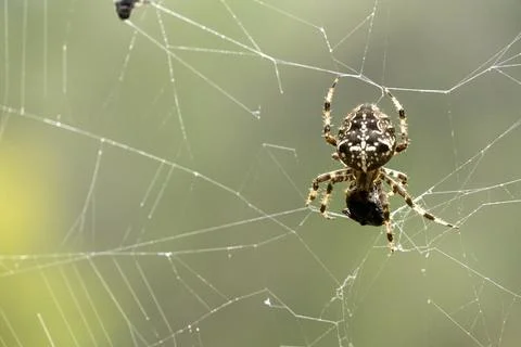 A spider is sitting on a web, with a small insect in its mouth Stock Photos