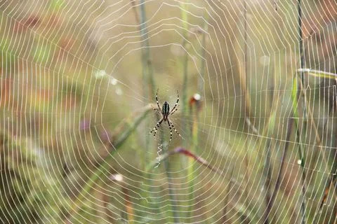 Spider sitting on web sunny rays. Insect living in summer field Stock Photos