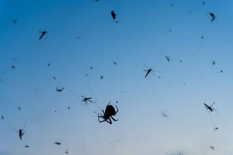 A spider sitting in a web, surrounded by flies. Stock Photos