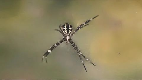 A spider is sitting on a window sill Stock Photos