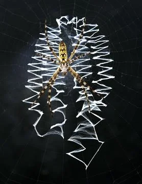 A spider sitting on a zigzag web Foto stock