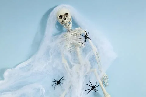 Spider skeleton Stock Photos
