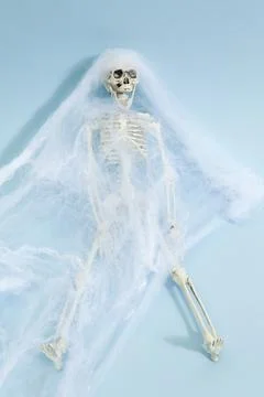 Spider skeleton Stock Photos