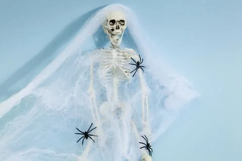 Spider skeleton Stock Photos