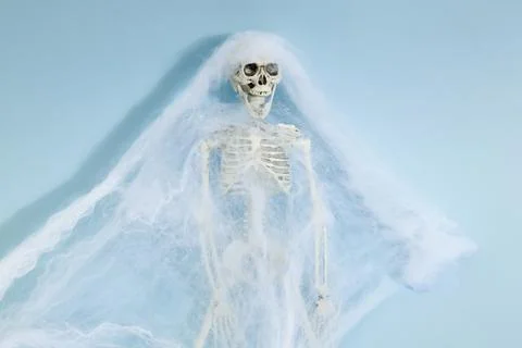 Spider skeleton Stock Photos