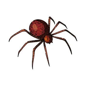 Spider sketch hand drawn vector Stock Illustration
