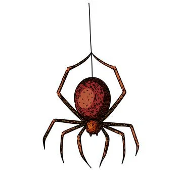 Spider sketch hand drawn vector Stock Illustration
