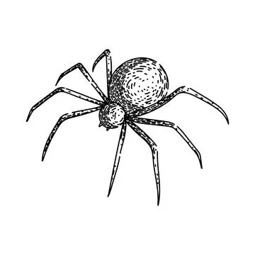Spider sketch hand drawn vector Stock Illustration