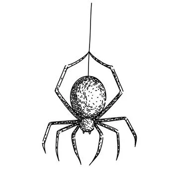 Spider sketch hand drawn vector Stock Illustration