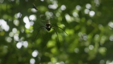 Spider skillfully weaving an intricate web among vibrant green foliage, crafting Stock Footage 312744239