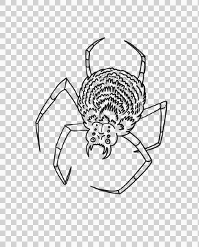 Spider skull on back linear sketch Halloween clipart scary insect hand drawn ink イラスト素材