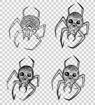 Spider skull on back linear sketch Halloween clipart scary insect hand drawn ink イラスト素材