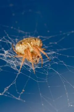 Spider in the sky Stock Photos
