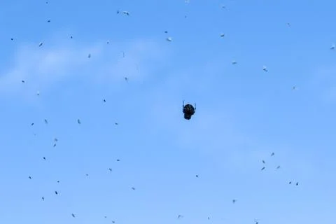 Spider in the sky Stock Photos