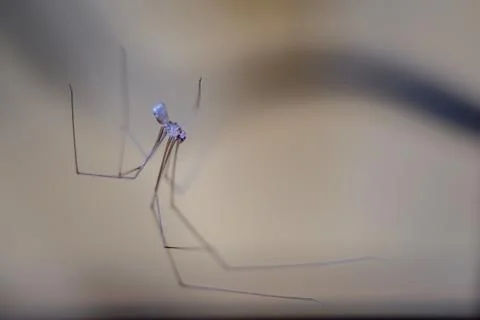 Spider sleep Stock Photos