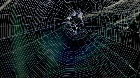 Spider Slides up into a Spider Web - 4K Vídeo Stock 41270041