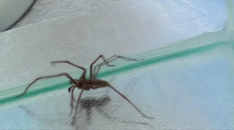 SPIDER IN SLOW MOTION Stock Footage 10876637