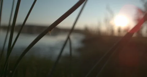 Spider Slow Motion Nature Stock Footage 114478610